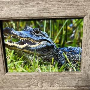 5 x 7 Alligator photo with frame